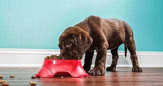 Increasing Demand for Pet Food Cold Storage